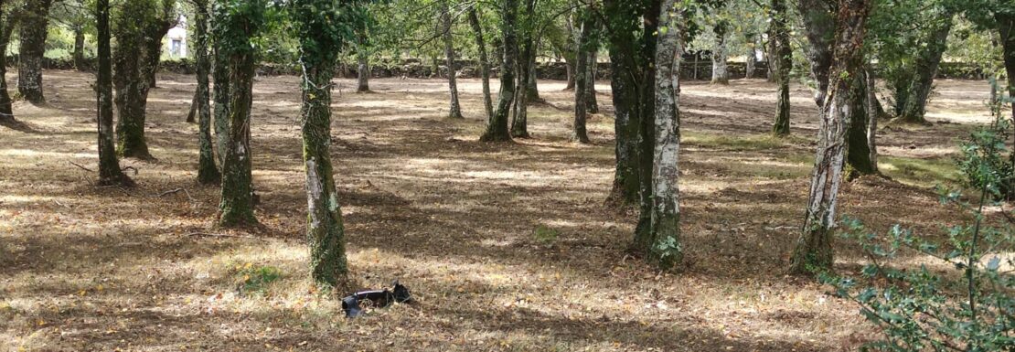 solar edificable en núcleo rural en Friol